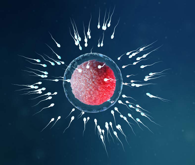 FIV – PMA au Maroc | Fertilité pour France, Espagne Senegal dakar abidjan cote ivoire